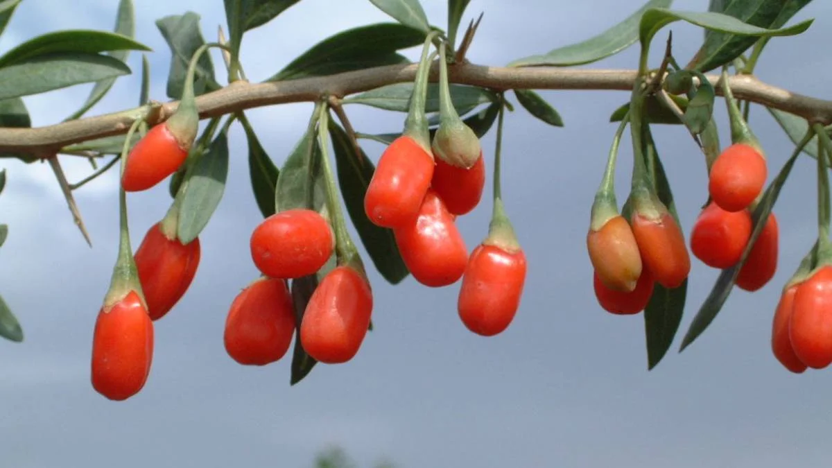 Goji berry meyvesi nedir? Goji berry (kurt üzümü) nerede, hangi marketlerde satılıyor? Goji berry neye iyi gelir?