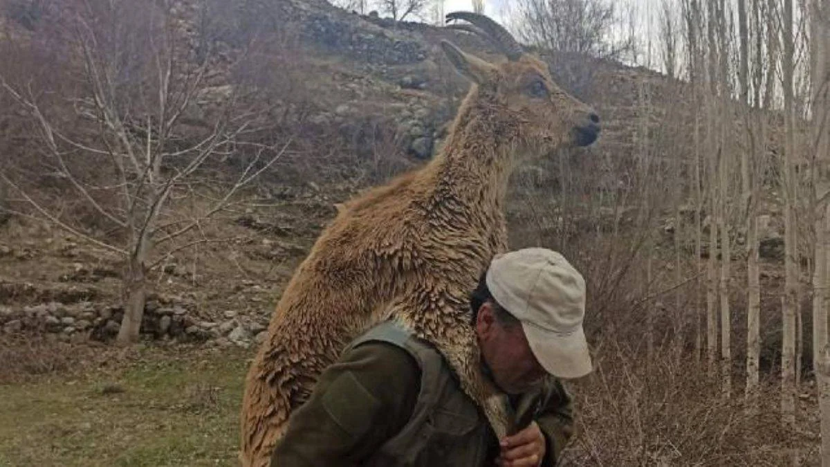 Hasta yaban keçisini 3 kilometre sırtında taşıdı