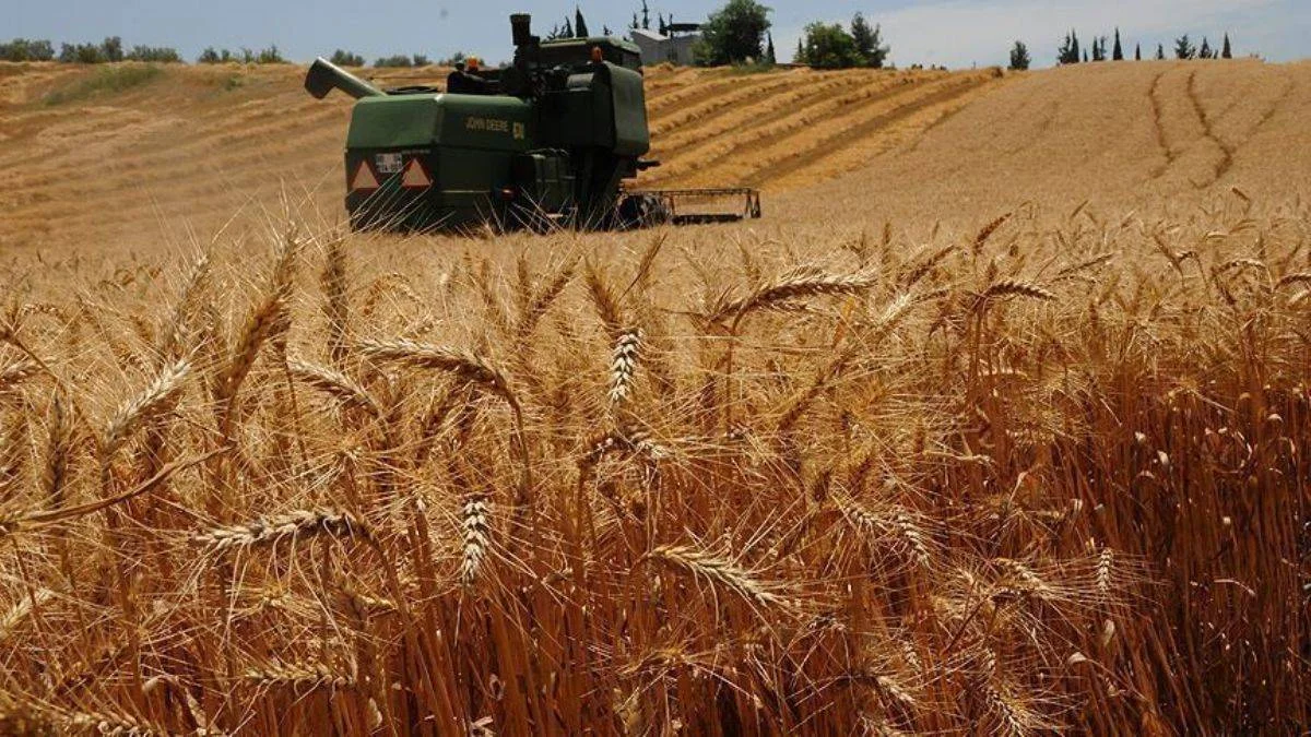 İhracatçılardan buğday açıklaması