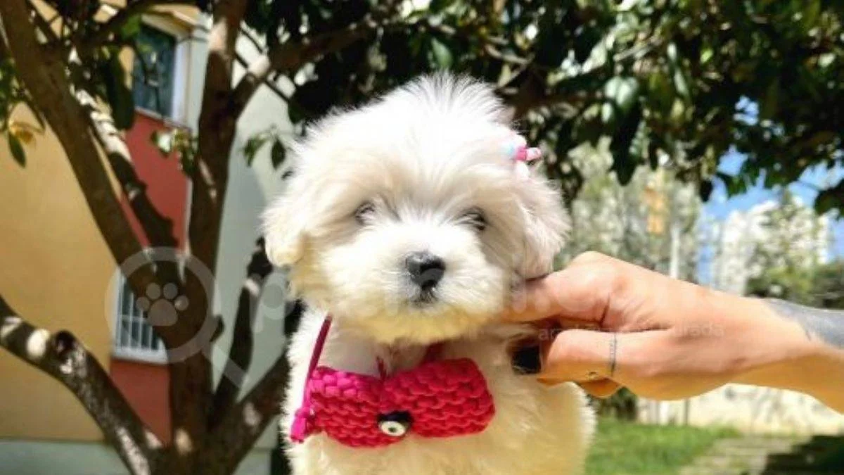 Neşe ve Mutluluk Kaynağımız Maltese Terrier'lar