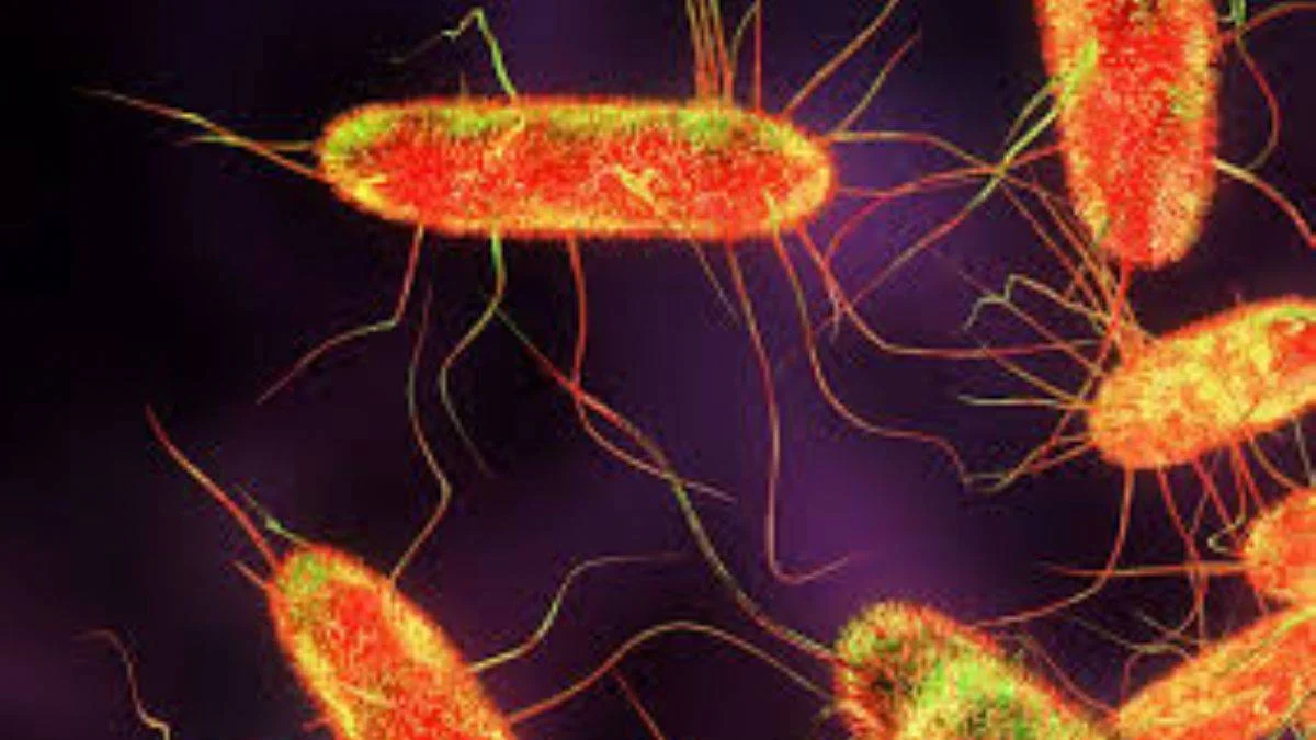 Salmonella nedir ve belirtileri nelerdir?