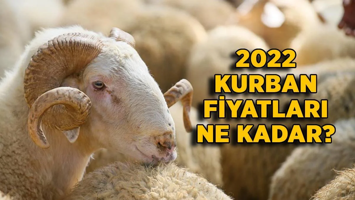 2022 küçük baş kurban fiyatı ne kadar? Koç, Koyun kurban fiyatı kaç TL? 2022 kurban fiyatları ne kadar? Büyükbaş-Dana fiyatı kaç TL?