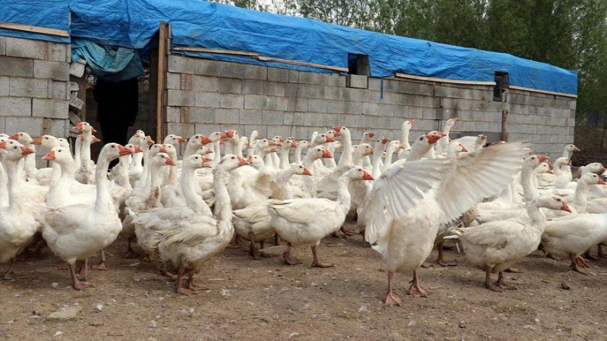 40 kazla başladı, şimdi sınır tanımıyor