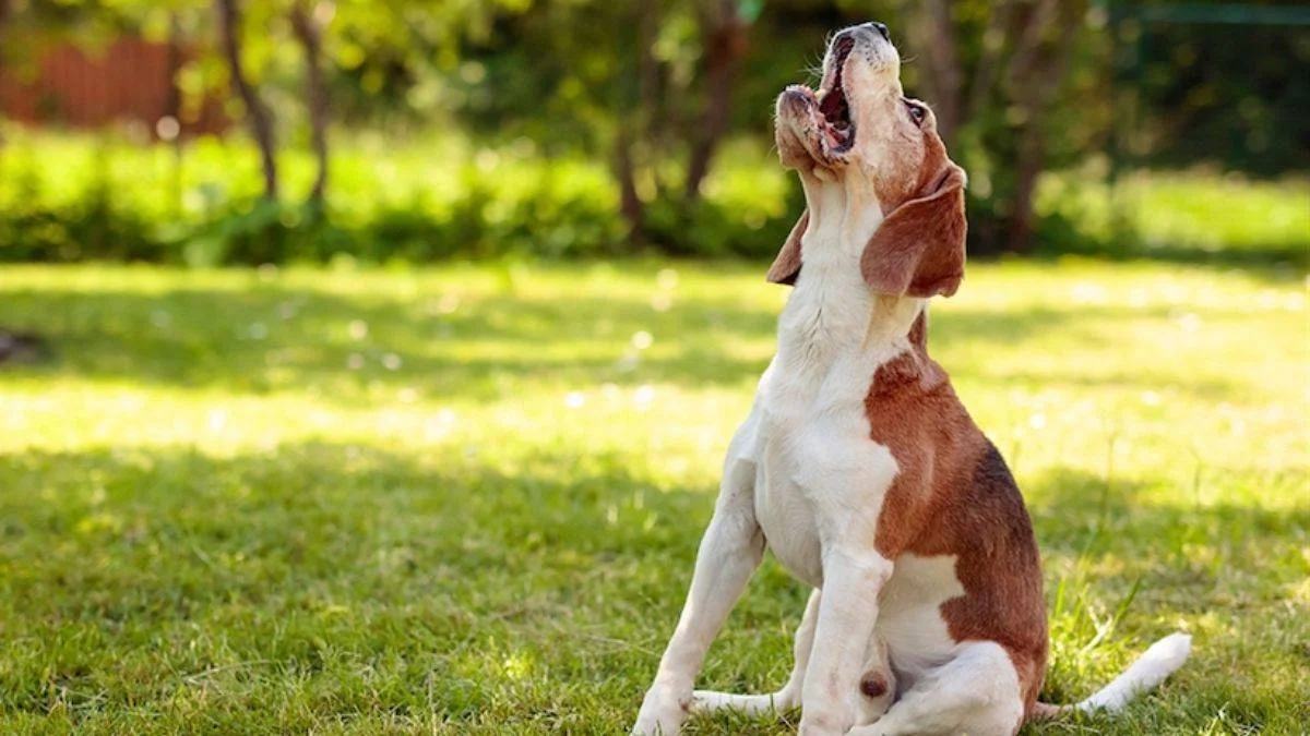 ABD'de garip sınırlama: Köpekler artık istedikleri kadar havlayamayacak