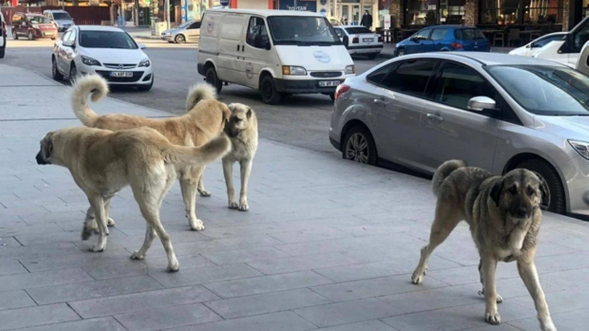 Başıboş köpeklerden kaçarken düşen kişi öldü