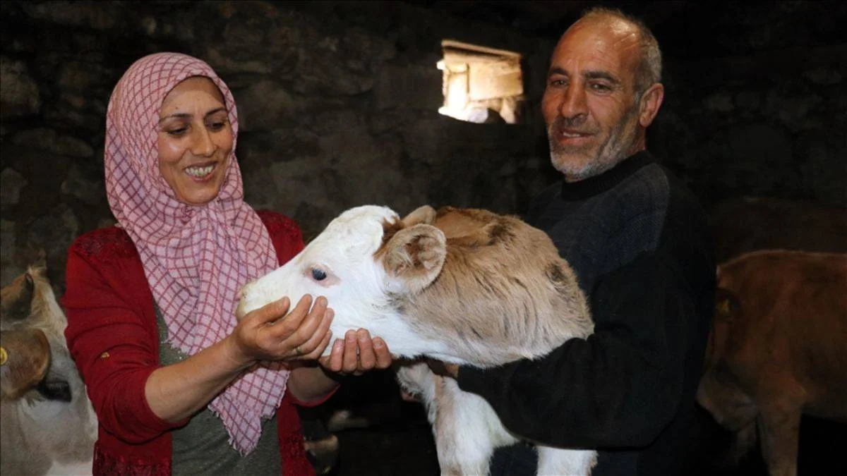 Genç Çiftçi Projesi ile köyüne dönüp hayvancılığa başladı