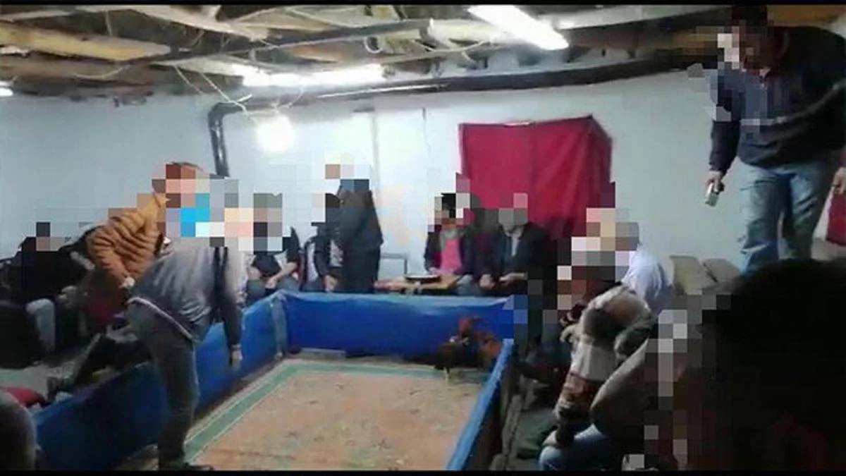 Horoz dövüşü sırasında basıldılar