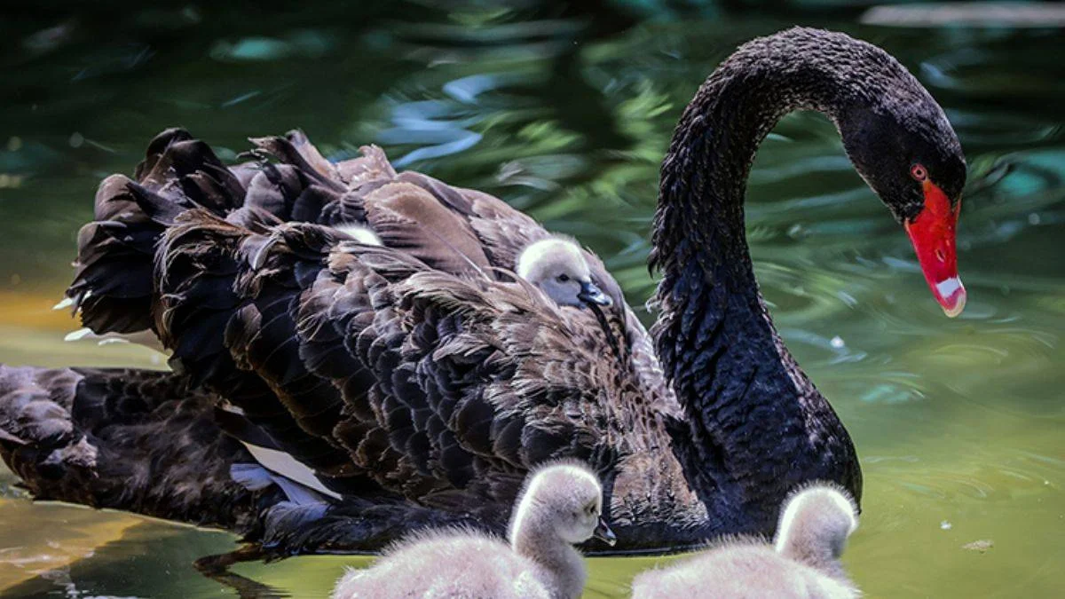 Kuğulupark'ın 'çirkin ördek yavruları' suyla tanıştı