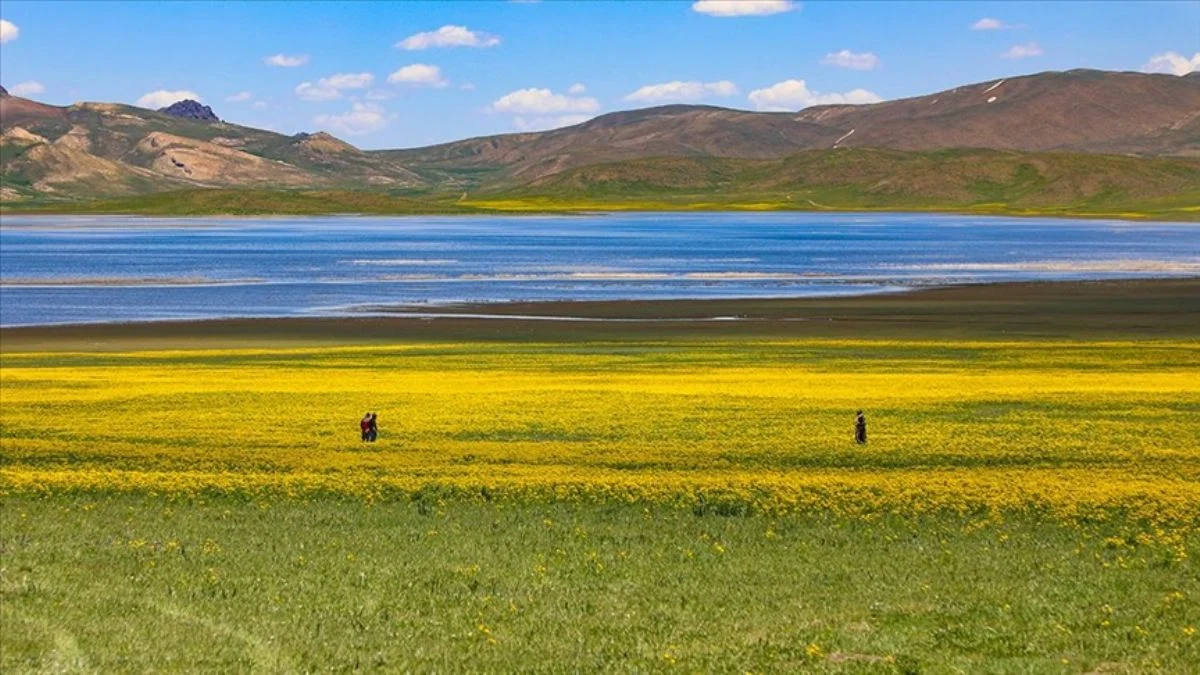 Sarı çiçeklerin kuşattığı göl: Keşiş Gölü