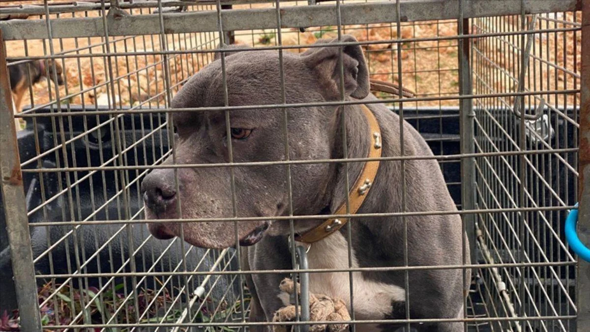Savcılık 'Pitbull'u silah saydı