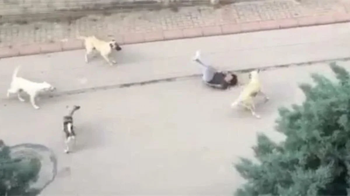 6 başıboş köpeğin ortasında kaldı!