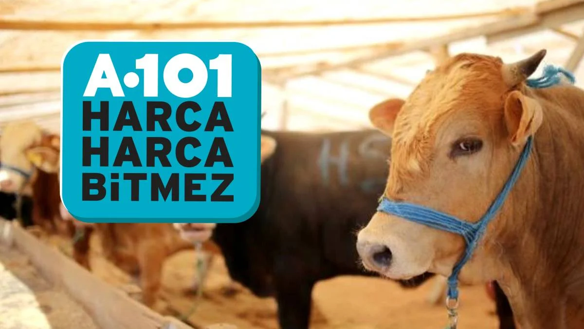 A101 kurban fiyatları 2022 | A101 büyükbaş kurban hisse fiyatı ne kadar? 2022 A-101 küçükbaş, koç, koyun 2022'de ne kadar?