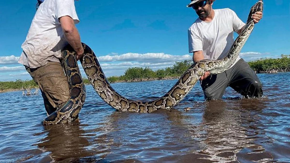 Amerika'da 98 kilogram ağırlığında ve 5 metre uzunluğunda piton yakalandı
