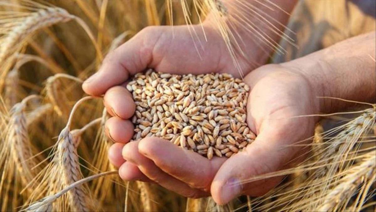 Buğday alım fiyatları açıklandı; çiftçi ne diyor?