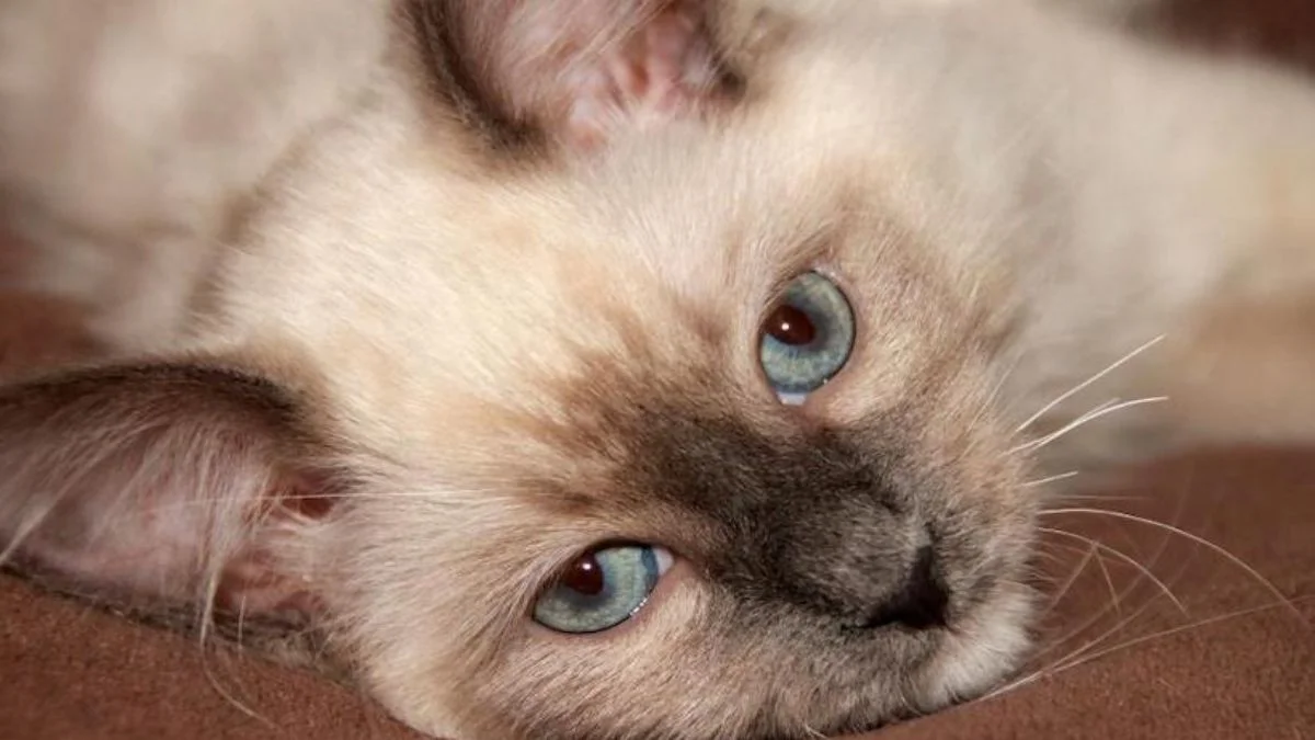 Büyükada'da salgın endişesi! '4 ayda 700 kedi öldü' iddiası