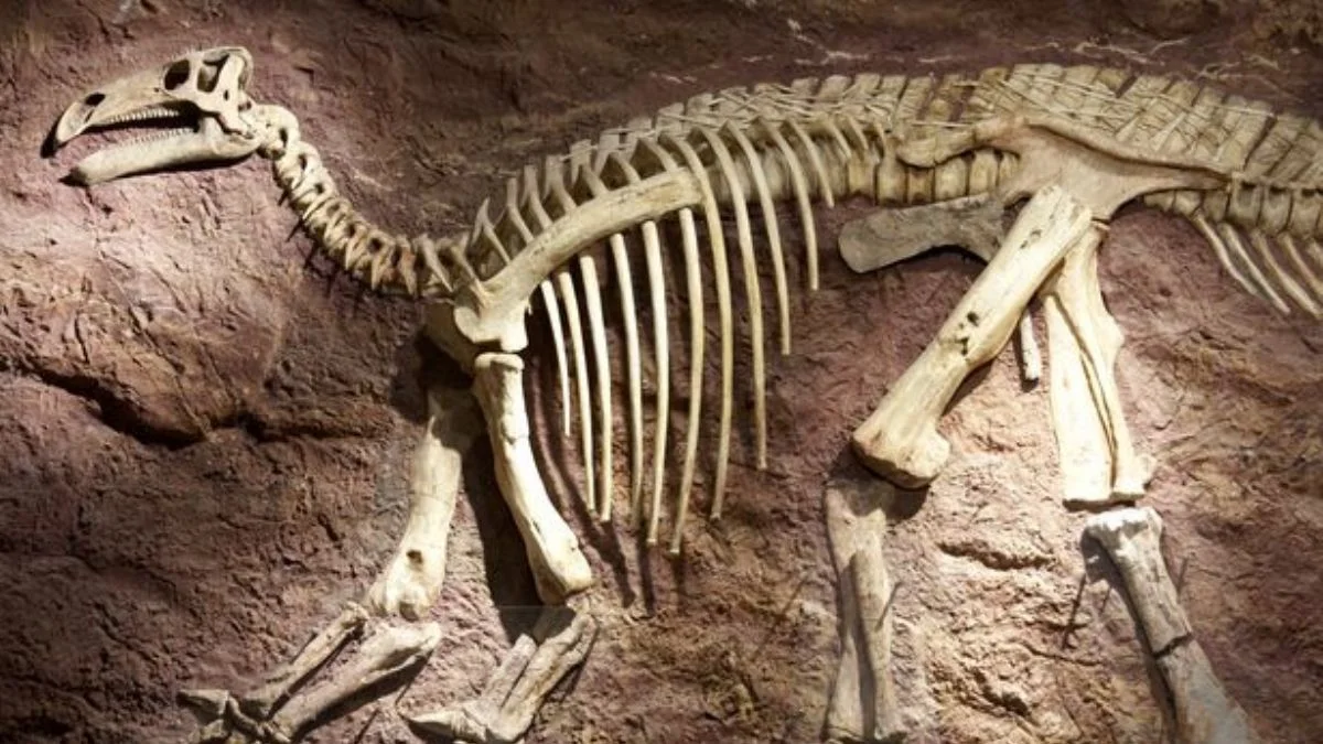 'Gelmiş geçmiş en büyük dinozor fosili' bulundu