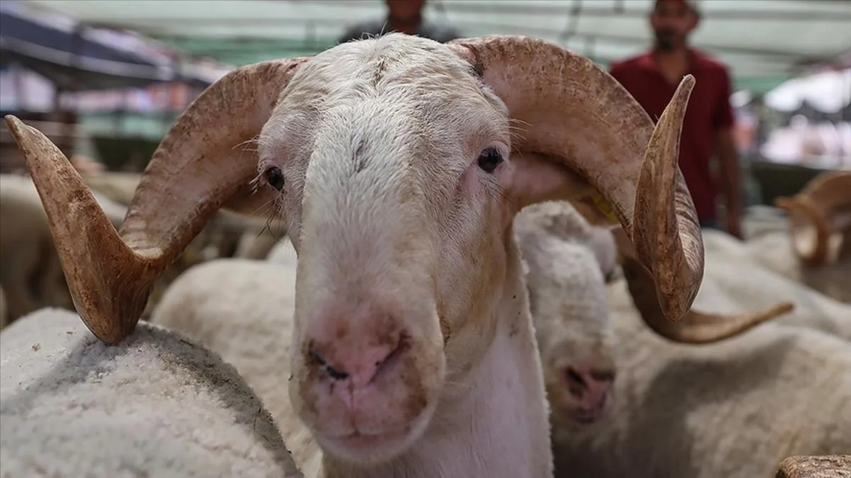 Kasaplardan 'kurbanlık' açıklaması
