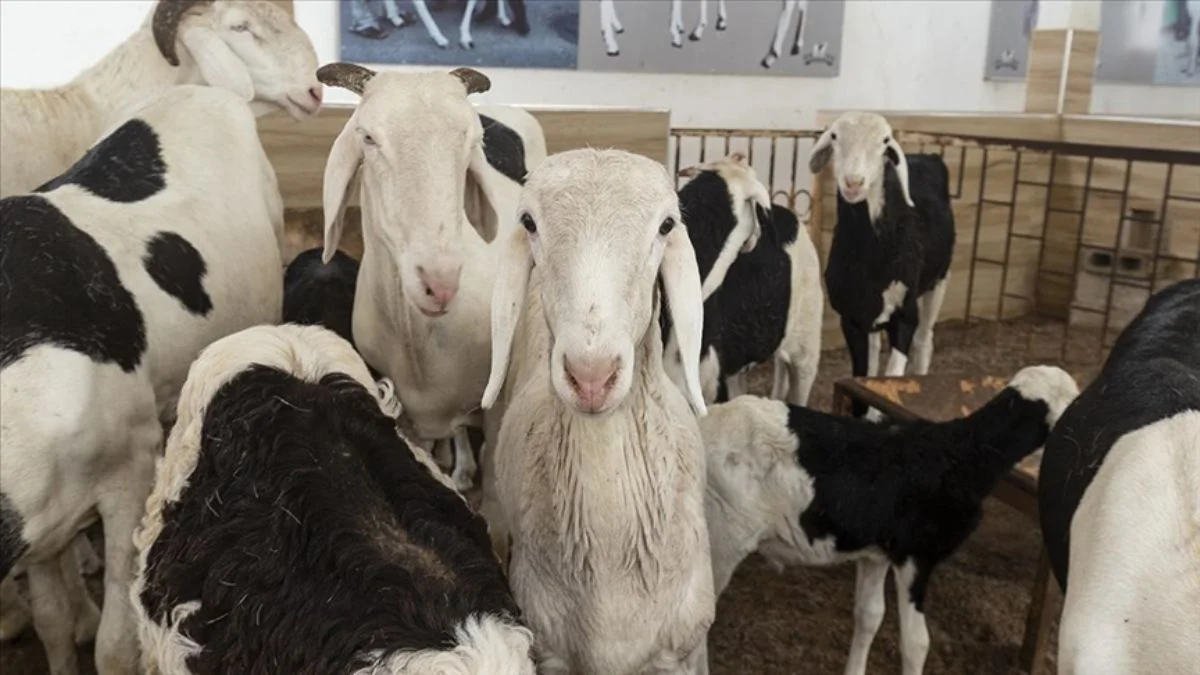 'Koyunların kralı'; 70 bin dolara alıcı buluyor