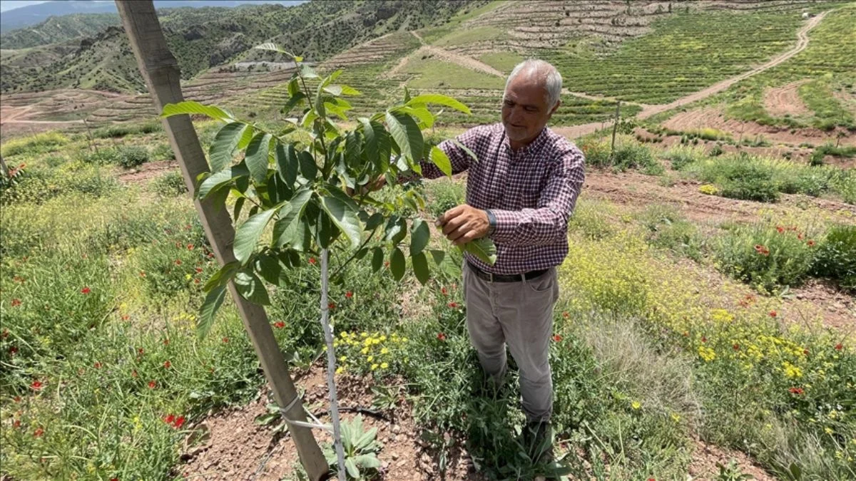 Milli Emlak'tan kiraladığı çorak arazilerde binlerce ceviz fidanı yeşertti