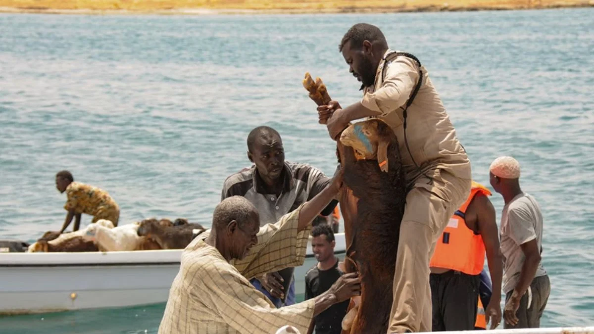 Sudan'da facia! Gemi battı, 15 bin koyun boğularak öldü