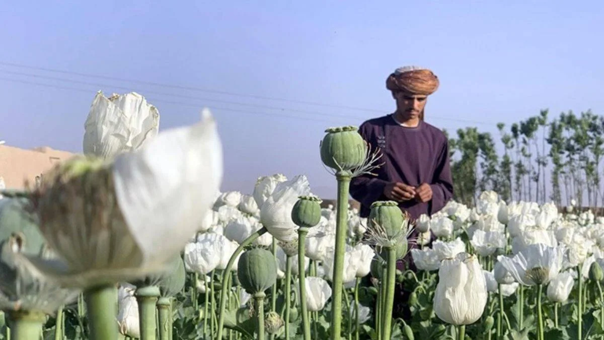 Taliban: Haşhaş tarlaları yok edilecek
