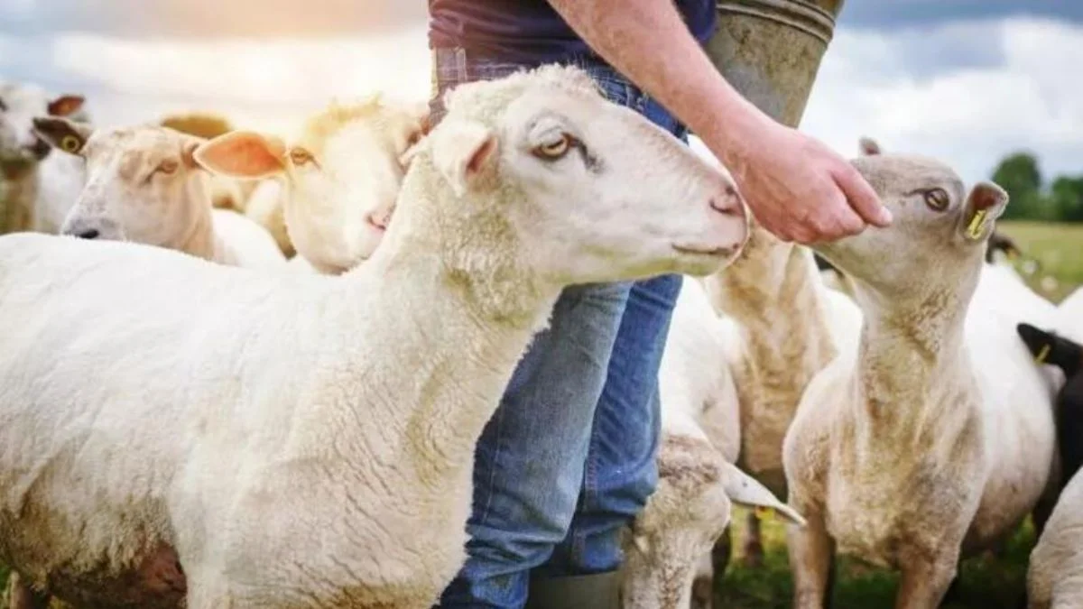 TÜRKVET kurban sorgulama nasıl yapılır? TÜRKVET ne demek? Hayvan kaydına nasıl bakılır?