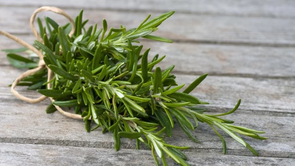 Biberiyenin faydaları neler? Biberiyenin kalorisi nedir?