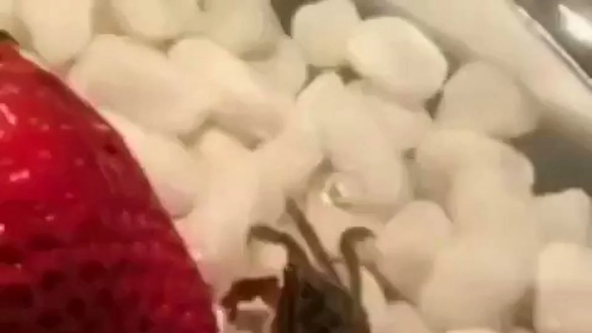 Çilek yiyen yengeç