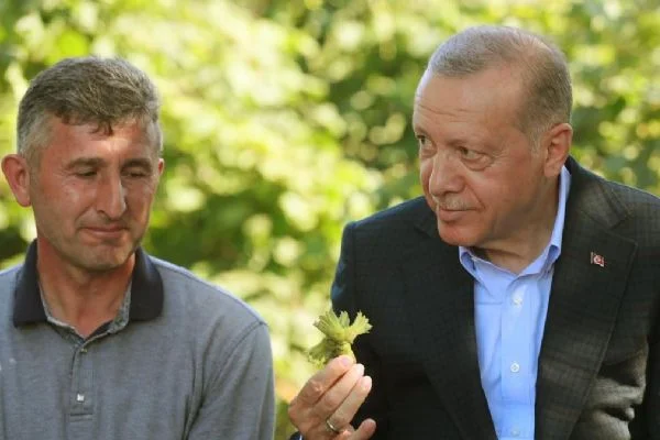 Cumhurbaşkanı Erdoğan Ordu'da fındık bahçesini ziyaret etti