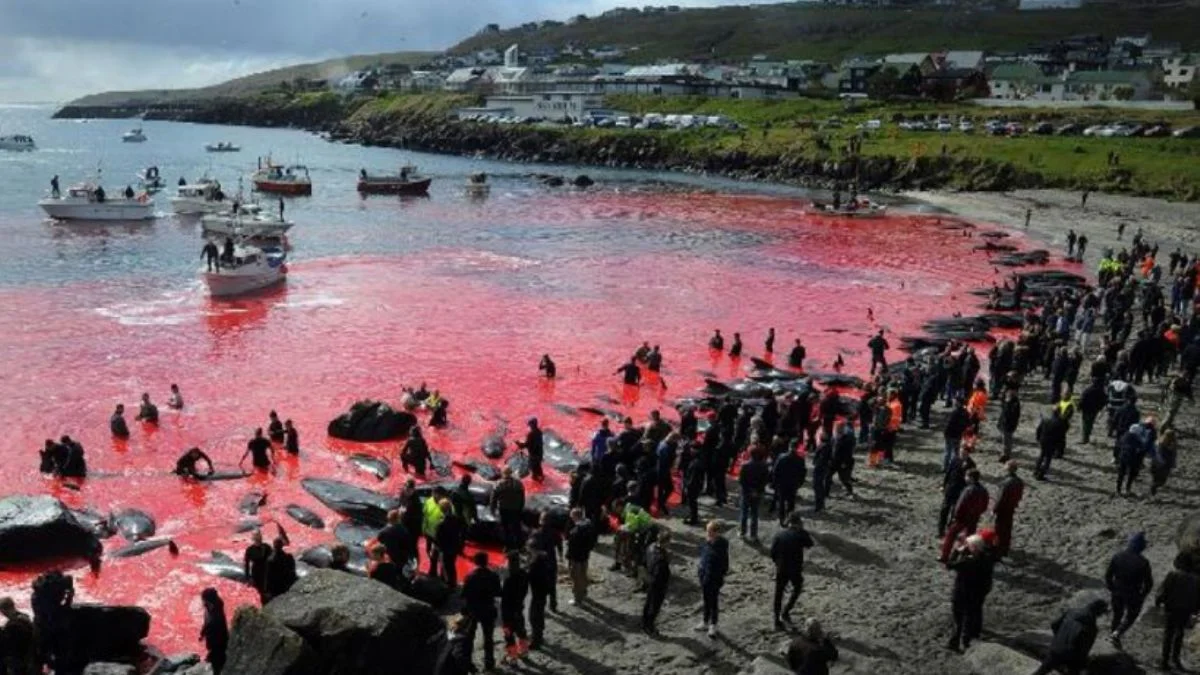 Faroe Adaları'nda katliam gibi festival: 100 şişeburunlu yunus öldürüldü
