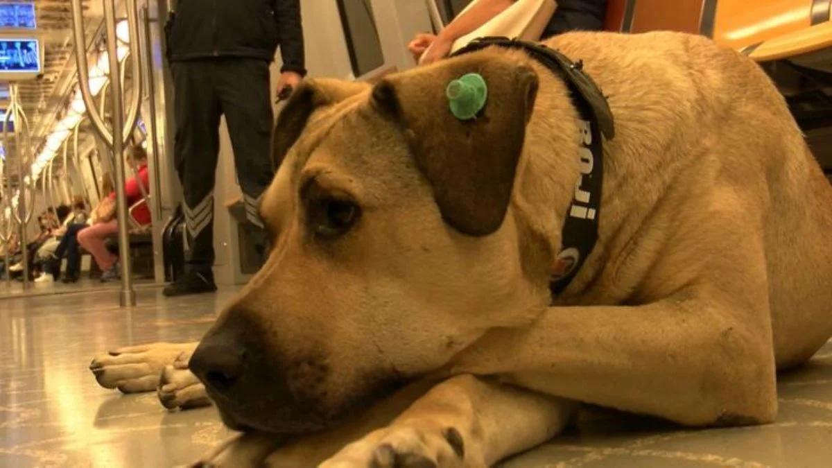 Fenomen köpek Boji, kripto paraya dönüştü