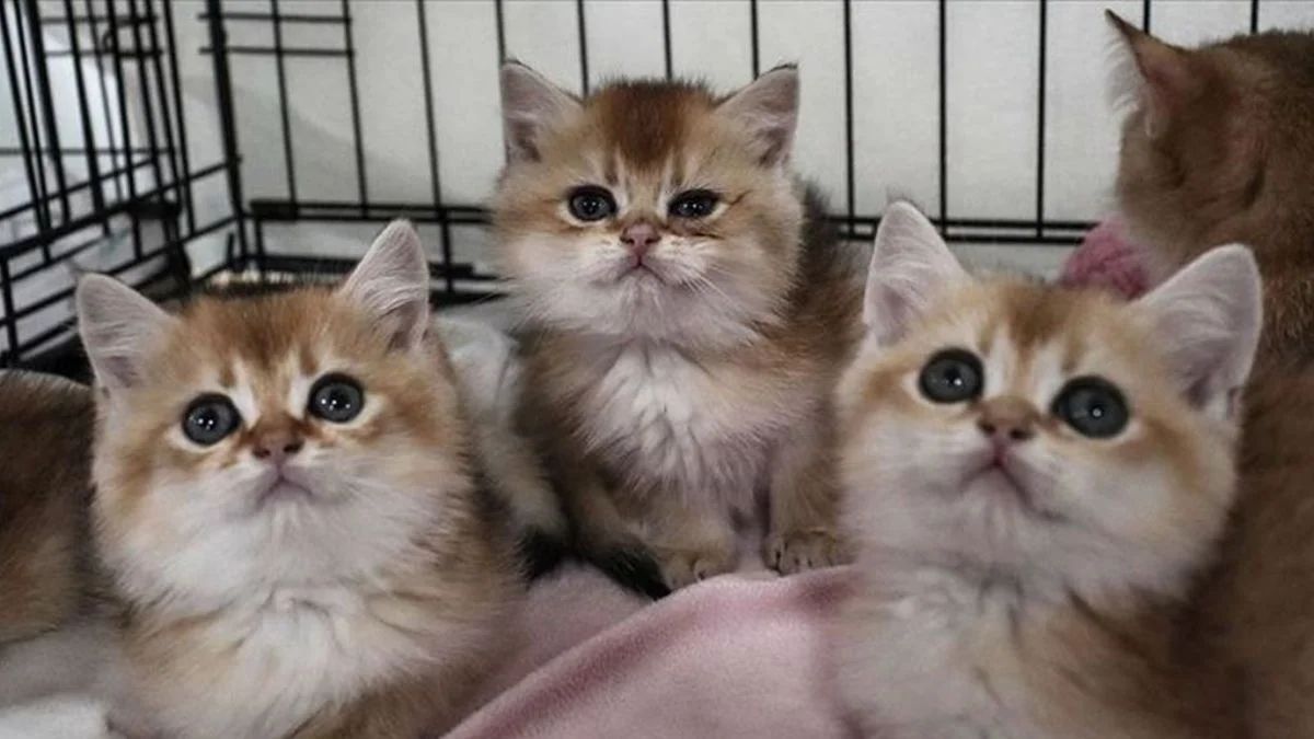 Kedi ve köpekler için yeni dönem