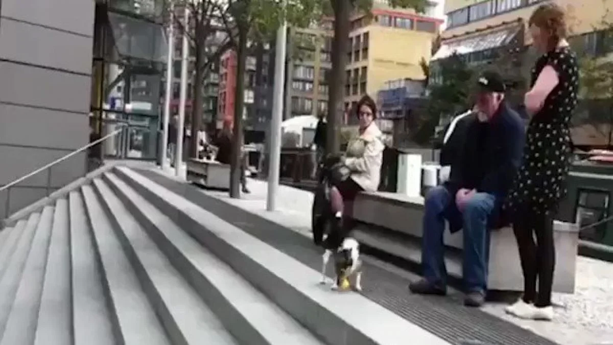 Köpeklerde yalnızlıktan sıkılabilir! Tek başına oyun oynayan köpek