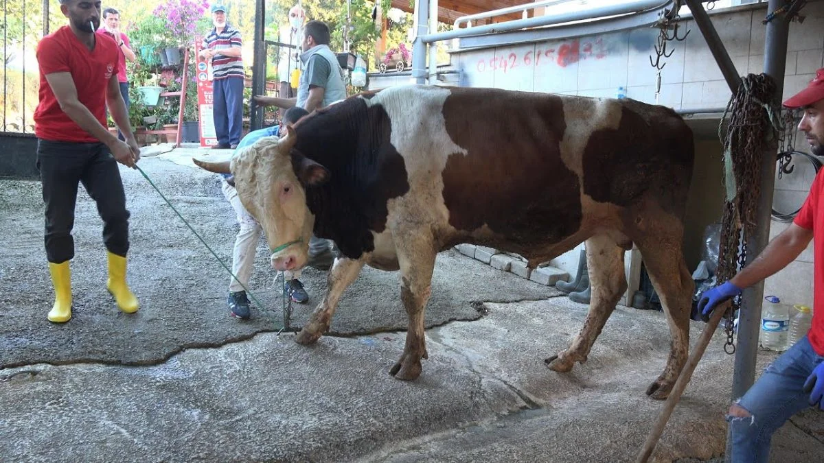 Kurbanlık hayvanı elektrik veya narkozla bayıltarak kesmek caiz midir? Narkozlu kurban kesimi caiz midir? Elektrikle kurban kesimi uygun mudur?