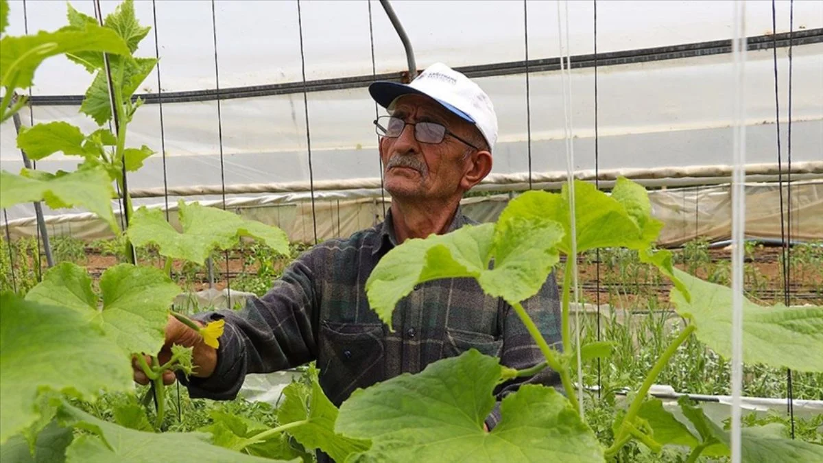 Pazara inmeden alıcısı var; ata tohumu ondan soruluyor