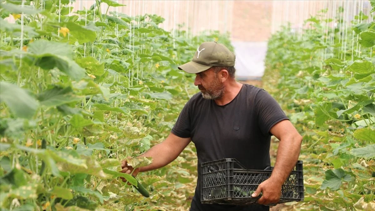 Tırını satıp köyünde sera kurdu