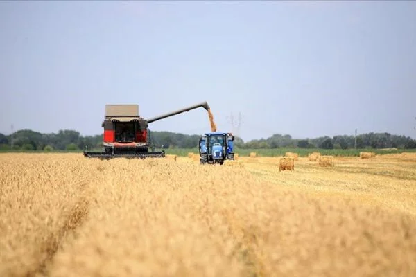 Trakya'da sertifikalı buğday tohumu verimiyle öne çıkıyor