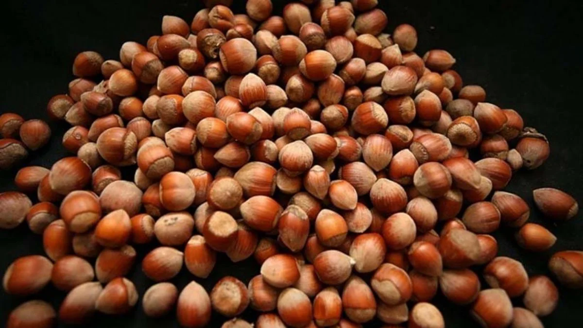 Türk fındığı 124 ülkede alıcı buldu