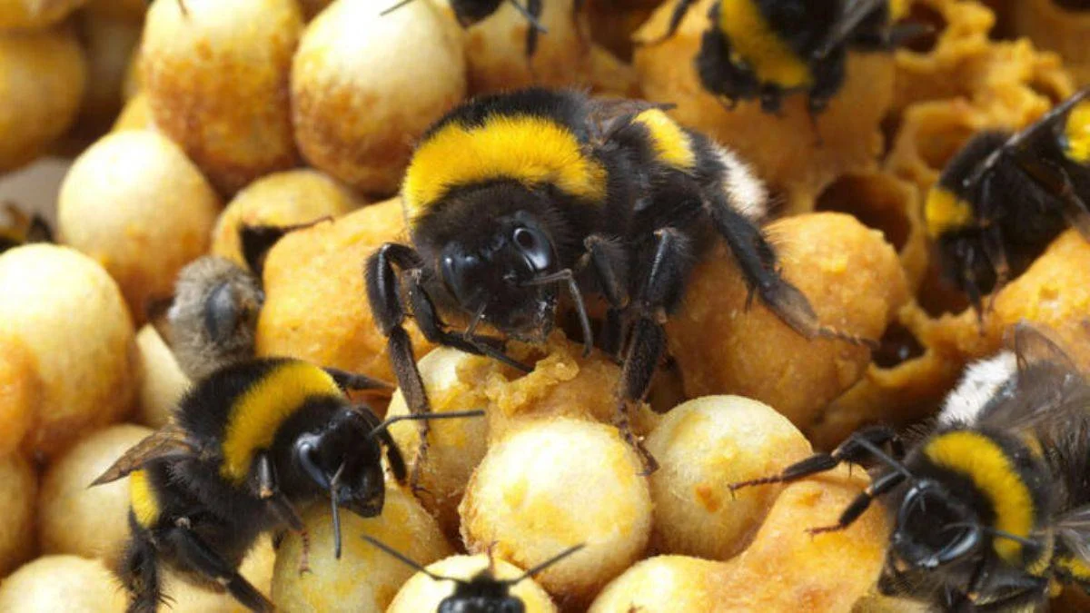 15 ülkeye 'tarım işçisi bombus arısı' ihracatı