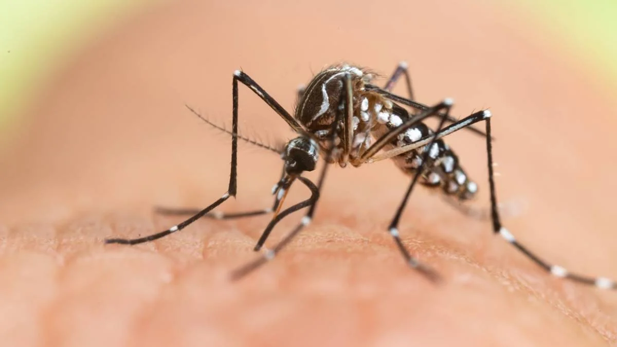 AEDES nedir? AEDES sivrisineği virüs mü taşıyor? ADES ölümcül mü? ADES sivrisineği İstanbul'da nerede, hangi ilçe ve mahallelerde var?