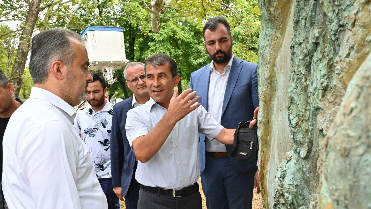 Asırlık çınarlar, 'Çınar hekimleri' ile güvende