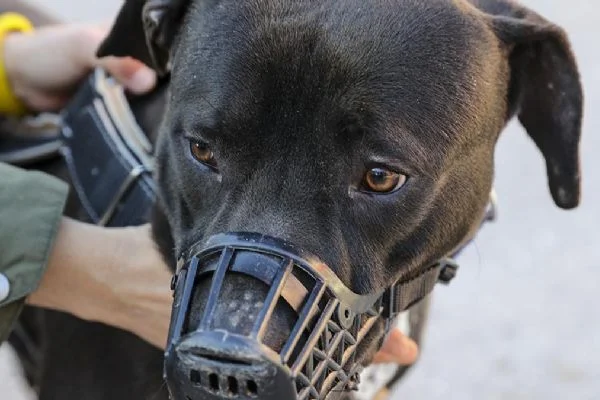 DSÖ, bir köpeğe sahibinden maymun çiçeği virüsü bulaştığını bildirdi