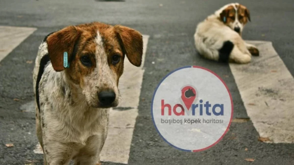 Havrita kapatıldı mı? Havrita nedir, ne işe yarıyor? Havrita olayı nedir? Havrita neden kapatılsın şikayetleri aldı?