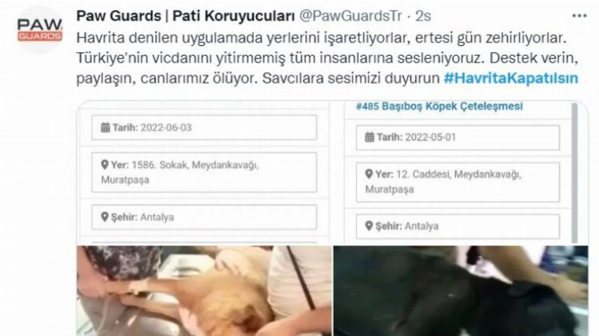 Havrita sitesinde fişlenen hayvanlar ölü bulunuyor! Sosyal medya ayakta!
