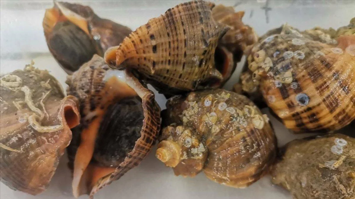 Karadeniz'de deniz salyangozu istilası