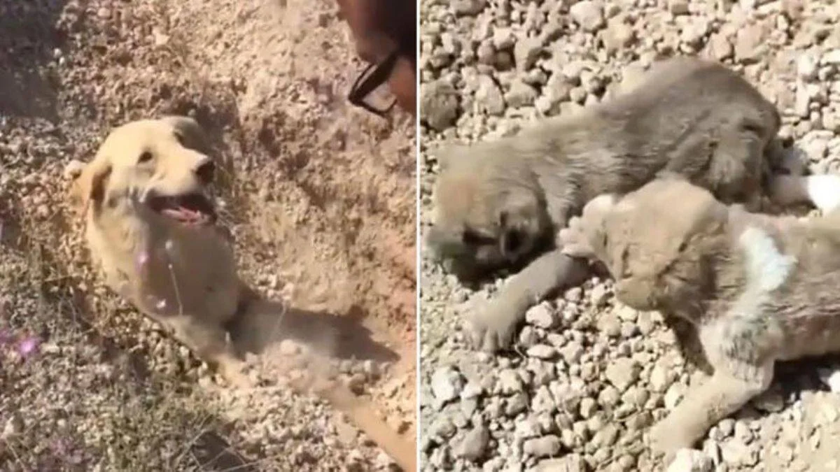 Köpek ve 5 yavrusu toprak altında kaldı, kurtarıldı!