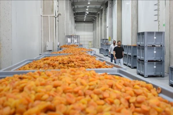 Malatya'da kayısı üreticilerinin lisanslı depoya ilgisi artıyor
