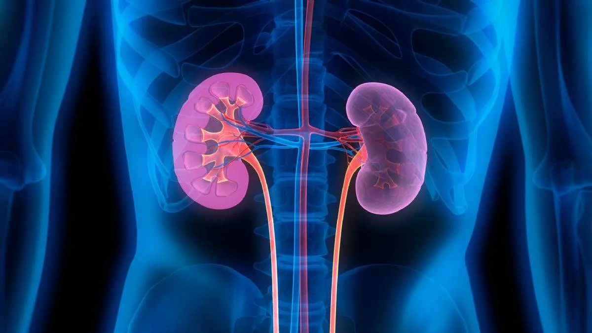 Organ naklinde çığır açan buluş! Böbreklerin kan grubunu değiştirdiler