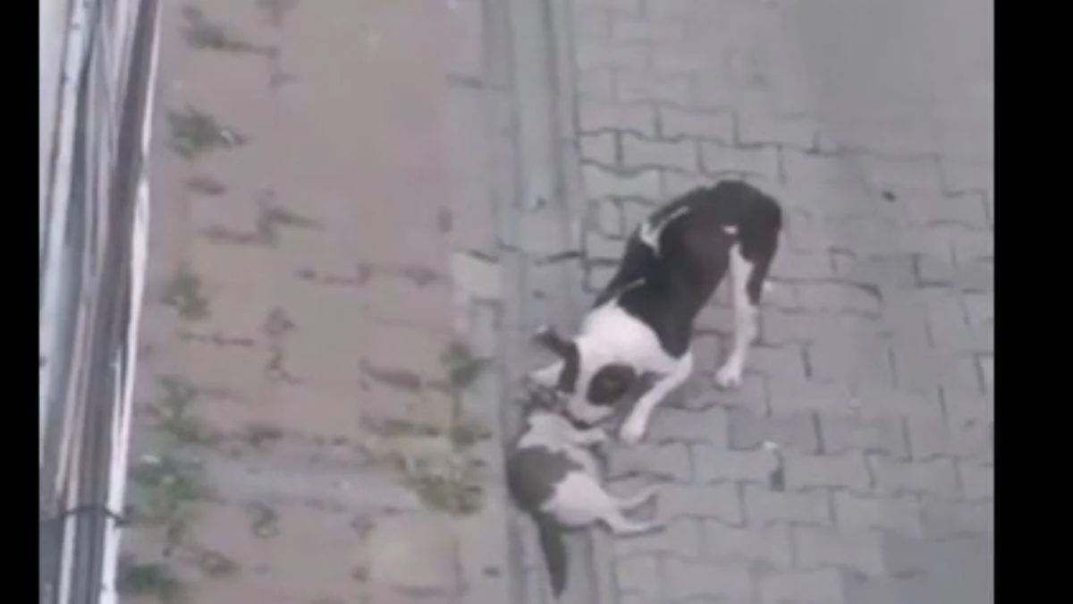 Pitbull köpeklerine kedileri parçalatırken görüntülendi!