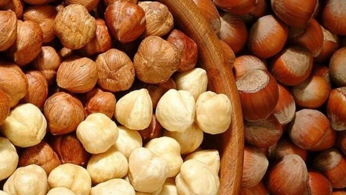 TMO fındık alım tarihini açıkladı